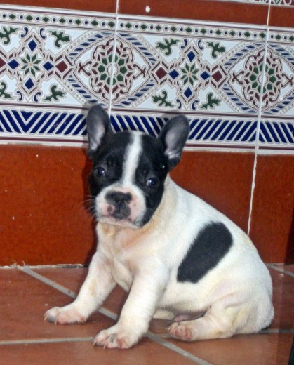 este es un machito le llamo ratita por que tiene una carita de rarita presumida ejejejeje